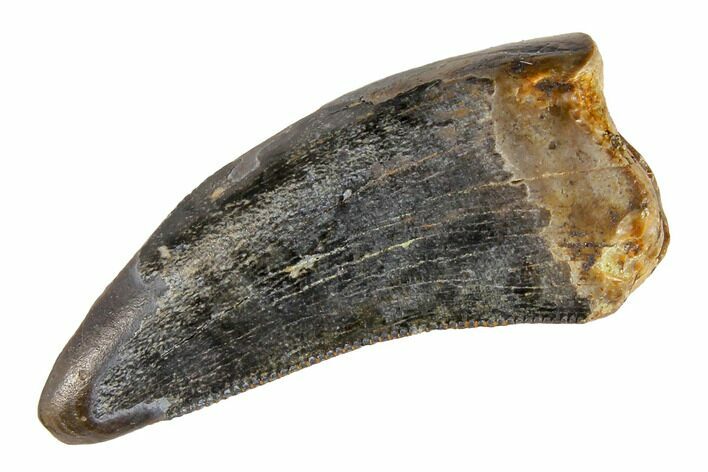 .92" Tyrannosaur Tooth - Alberta, Canada (Disposition #000028-29)